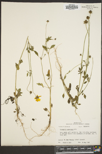 Coreopsis pubescens image