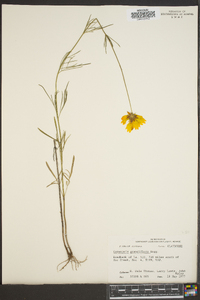 Coreopsis grandiflora image