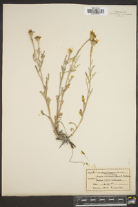 Eriophyllum lanatum image