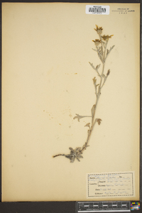 Eriophyllum lanatum image