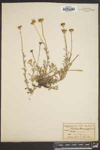 Eriophyllum lanatum image