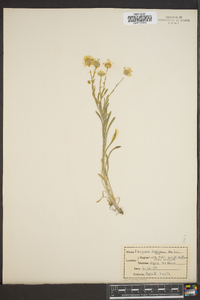 Erigeron concinnus image