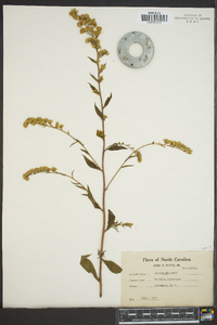 Solidago boottii image