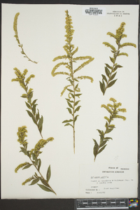 Solidago patula image