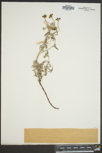 Eriophyllum lanatum image