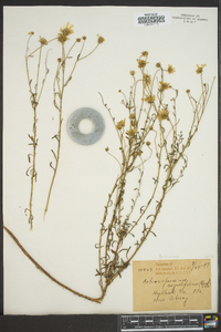 Actinospermum angustifolium image