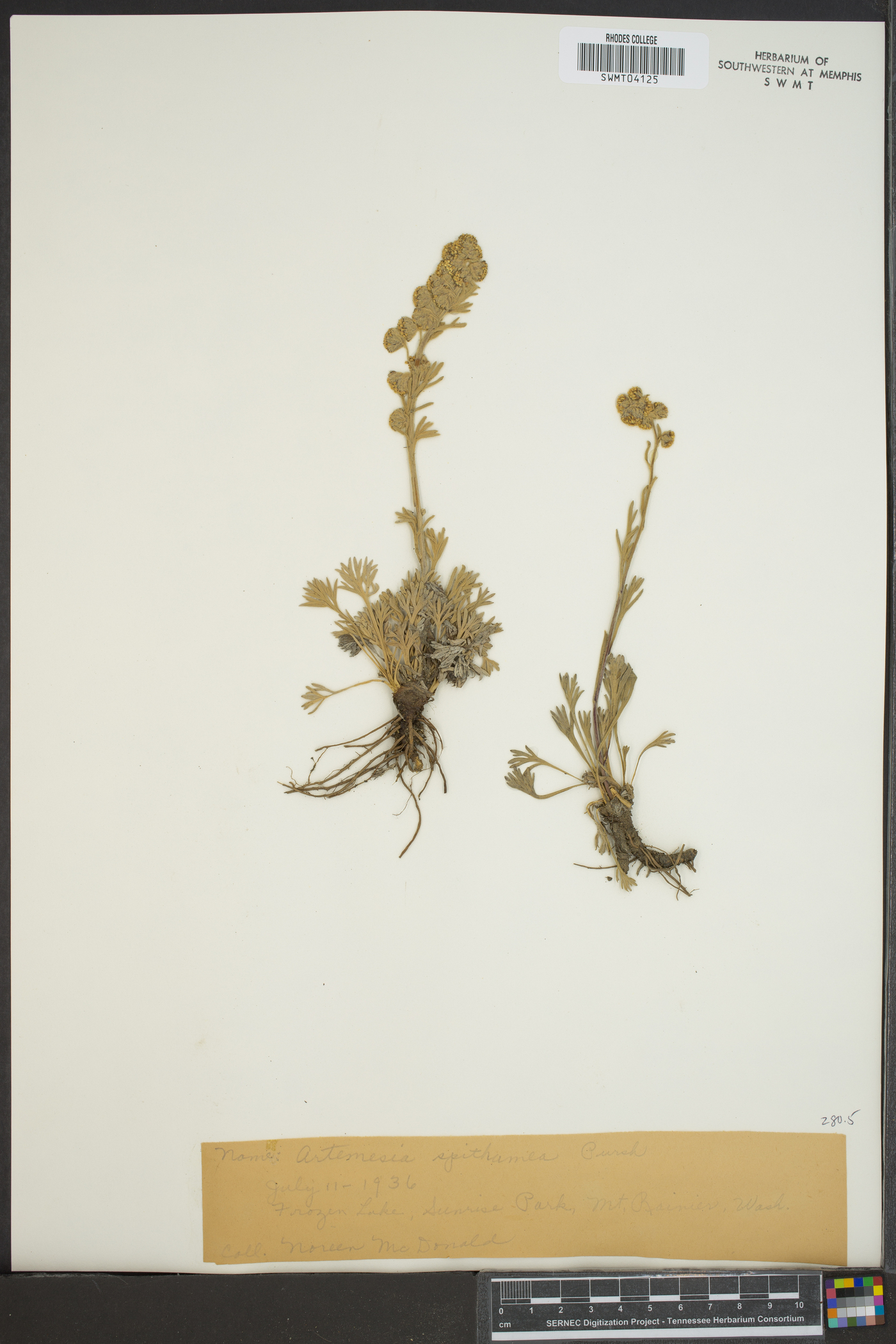 Artemisia spithamea image