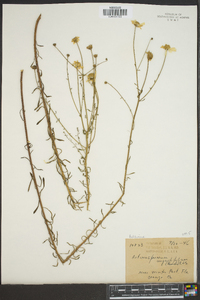 Actinospermum angustifolium image