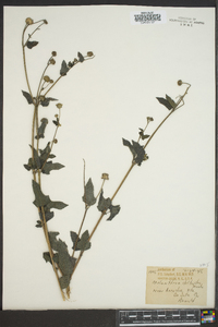 Melanthera deltoidea image