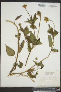 Heliopsis buphthalmoides image