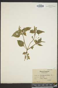 Galinsoga parviflora image