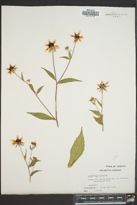 Rudbeckia triloba image