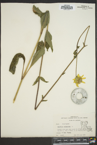 Silphium asteriscus image