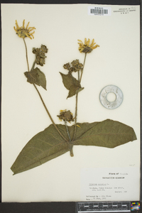 Silphium connatum image