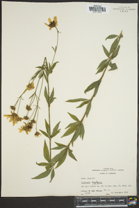 Coreopsis tripteris image