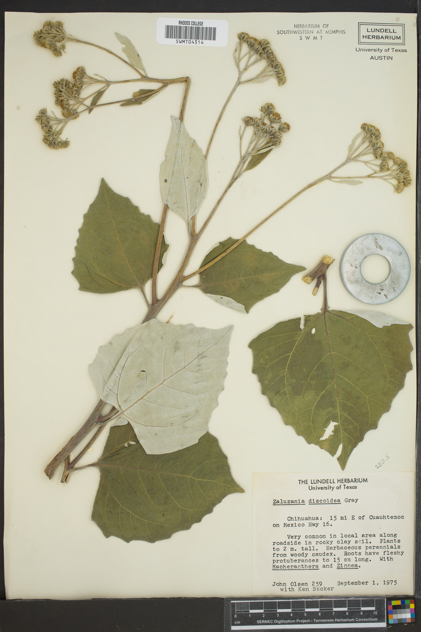 Zaluzania discoidea image