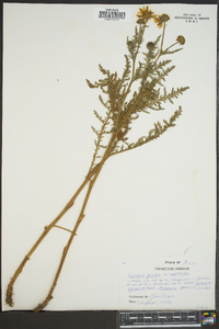 Hybridella globosa var. myriophylla image