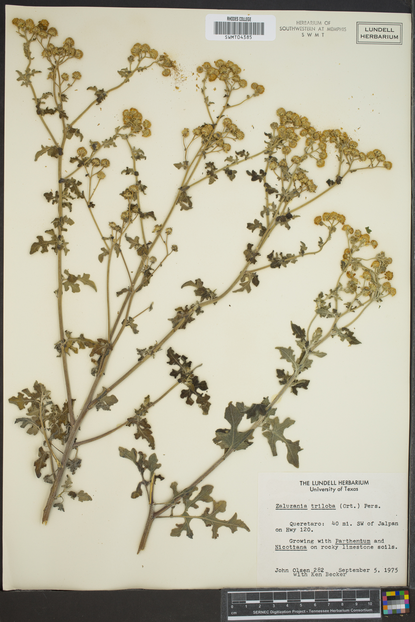 Zaluzania triloba image