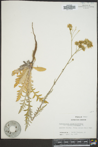 Hymenopappus artemisiaefolius image