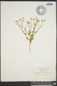 Anthemis cotula image