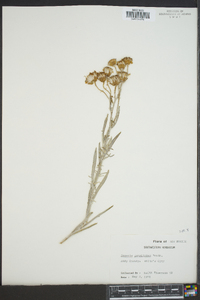 Senecio flaccidus image