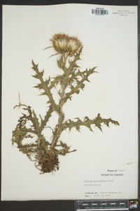 Cirsium horridulum image