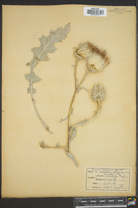 Cirsium occidentale image