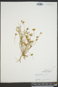 Krigia dandelion image