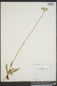 Pilosella floribunda image