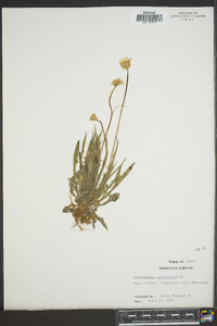 Pyrrhopappus pauciflorus image