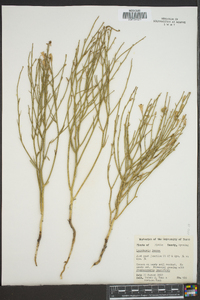 Lygodesmia juncea image