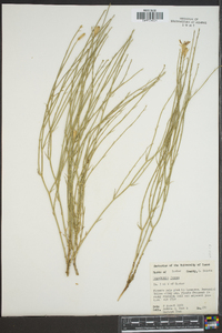 Lygodesmia juncea image