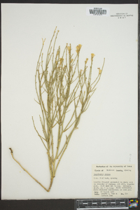 Lygodesmia juncea image