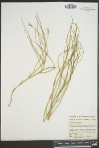 Lygodesmia juncea image