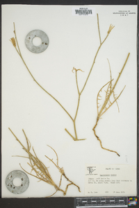 Lygodesmia juncea image