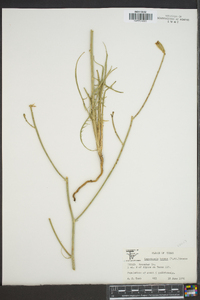Lygodesmia texana image