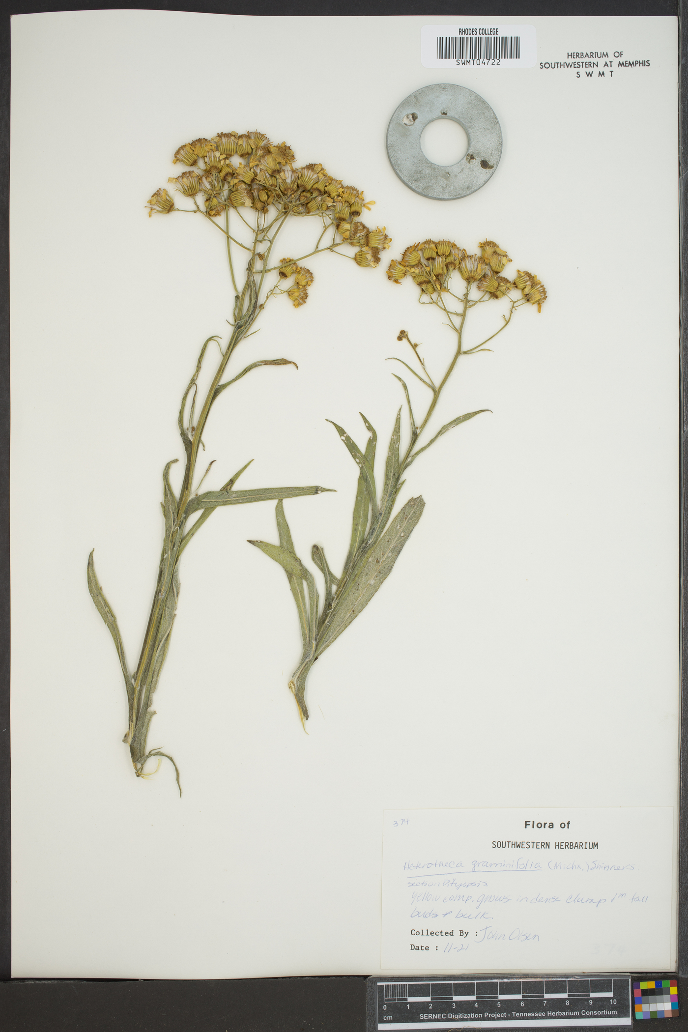 Heterotheca grandiflora image