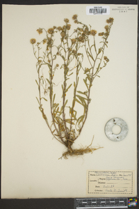 Machaeranthera canescens var. canescens image