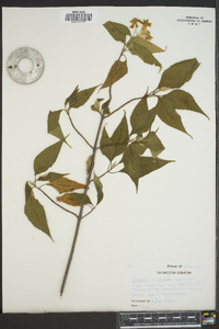 Montanoa leucantha var. arborescens image