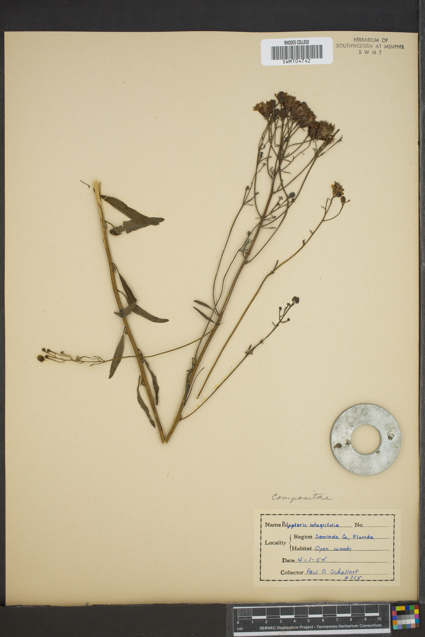 Polypteris integrifolia image