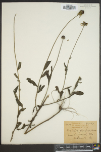 Rudbeckia floridana image
