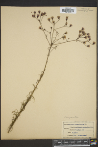 Vernonia angustifolia image