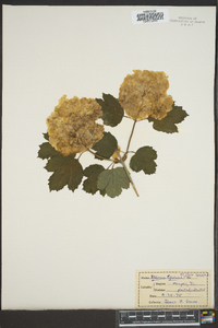 Viburnum opulus subsp. calvescens image