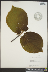 Viburnum lantanoides image