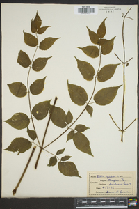 Aralia spinosa image