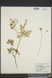 Chaerophyllum procumbens image