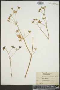 Chaerophyllum procumbens image