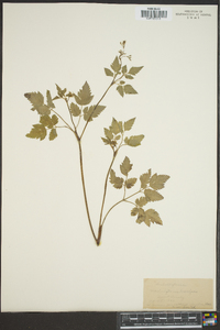 Washingtonia brevipes image