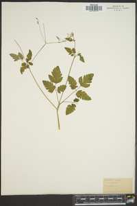 Washingtonia brevipes image