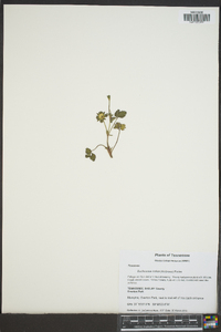 Potentilla indica image